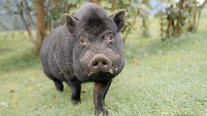 Furry black pig standing on lush green grass, surrounded by trees in the background.