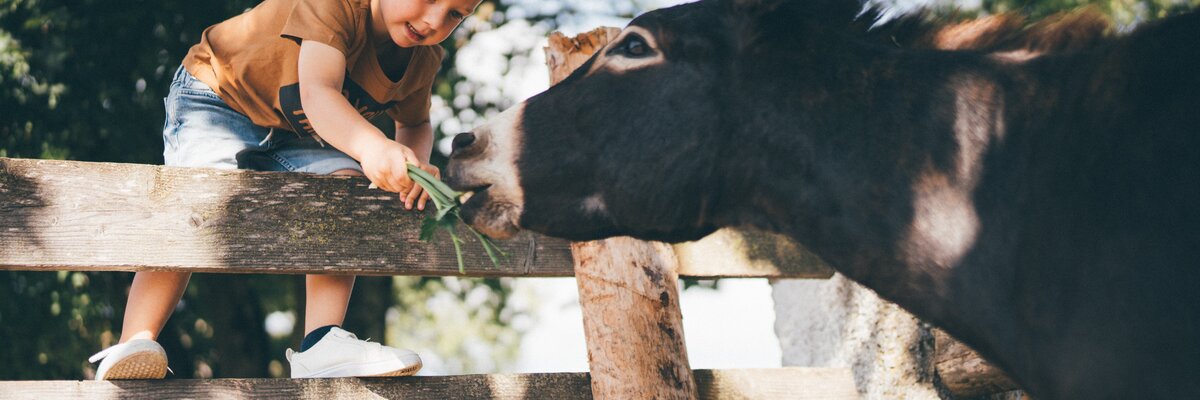 Young child petting a friendly donkey on a wooden fence in a lush, green outdoor setting. | © Urlaub am Bauernhof / Daniel Gollner