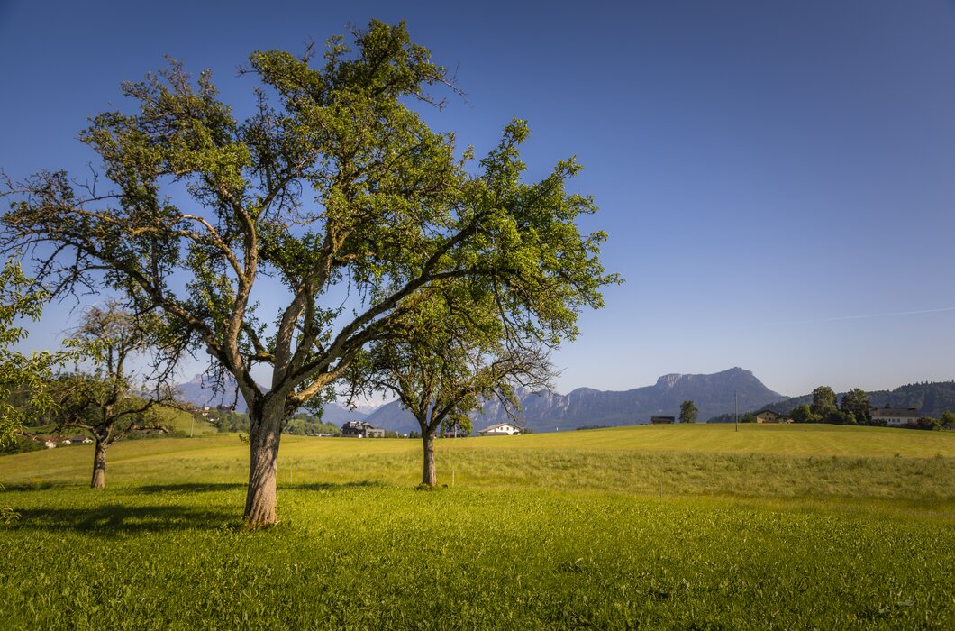 Lush green meadow with mature trees, framed by distant mountains under a clear blue sky. | © Urlaub am Bauernhof Österreich / Bernd Suppan