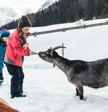 Two people petting a black goat in a snowy, mountainous winter landscape with a wooden fence. | © Urlaub am Bauernhof / Punkt und Komma