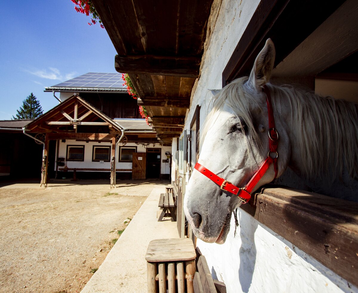 Pferd im Stall | © Urlaub am Bauernhof Österreich / Andreas Hofer Pferd im Stall am Pferdehof Stockner auf der Teichalm | © Urlaub am Bauernhof Österreich / Andreas Hofer