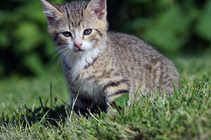 Striped kitten sitting in lush green grass, looking intently with bright eyes. | © Urlaub am Bauernhof / Markus Lackinger