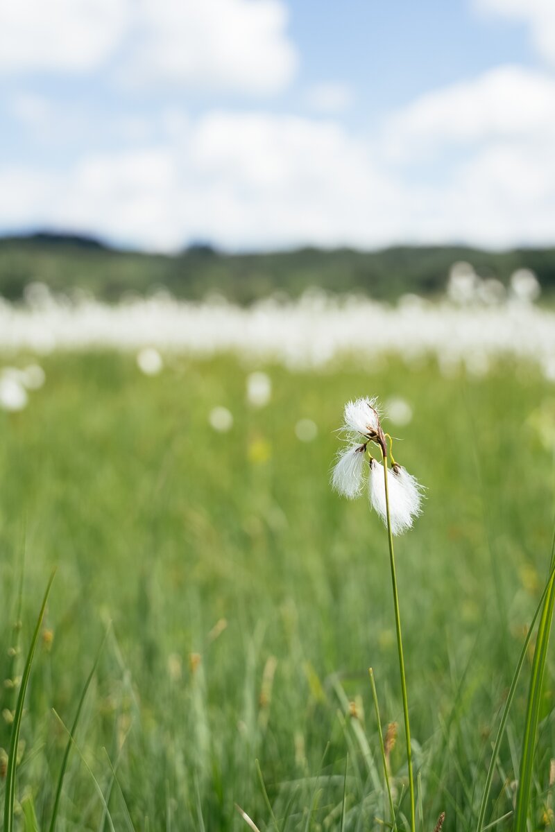 Lush green meadow with blooming cotton-like flowers under a cloudy blue sky, hills in the background. | © Daniel Gollner / Urlaub am Bauernhof