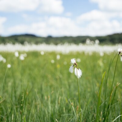 Lush green meadow with blooming cotton-like flowers under a cloudy blue sky, hills in the background. | © Daniel Gollner / Urlaub am Bauernhof