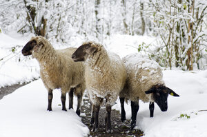 Woolly sheep in a snowy forest, standing on a dirt path amid the white landscape. | © Urlaub am Bauernhof / Hans Huber