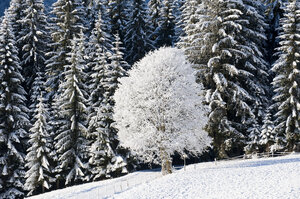 Snowy landscape with a forest of fir trees, a lone bare tree covered in snow, and a path blanketed in white. | © Urlaub am Bauernhof / Hans Huber