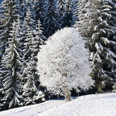 Snowy landscape with a forest of fir trees, a lone bare tree covered in snow, and a path blanketed in white. | © Urlaub am Bauernhof / Hans Huber
