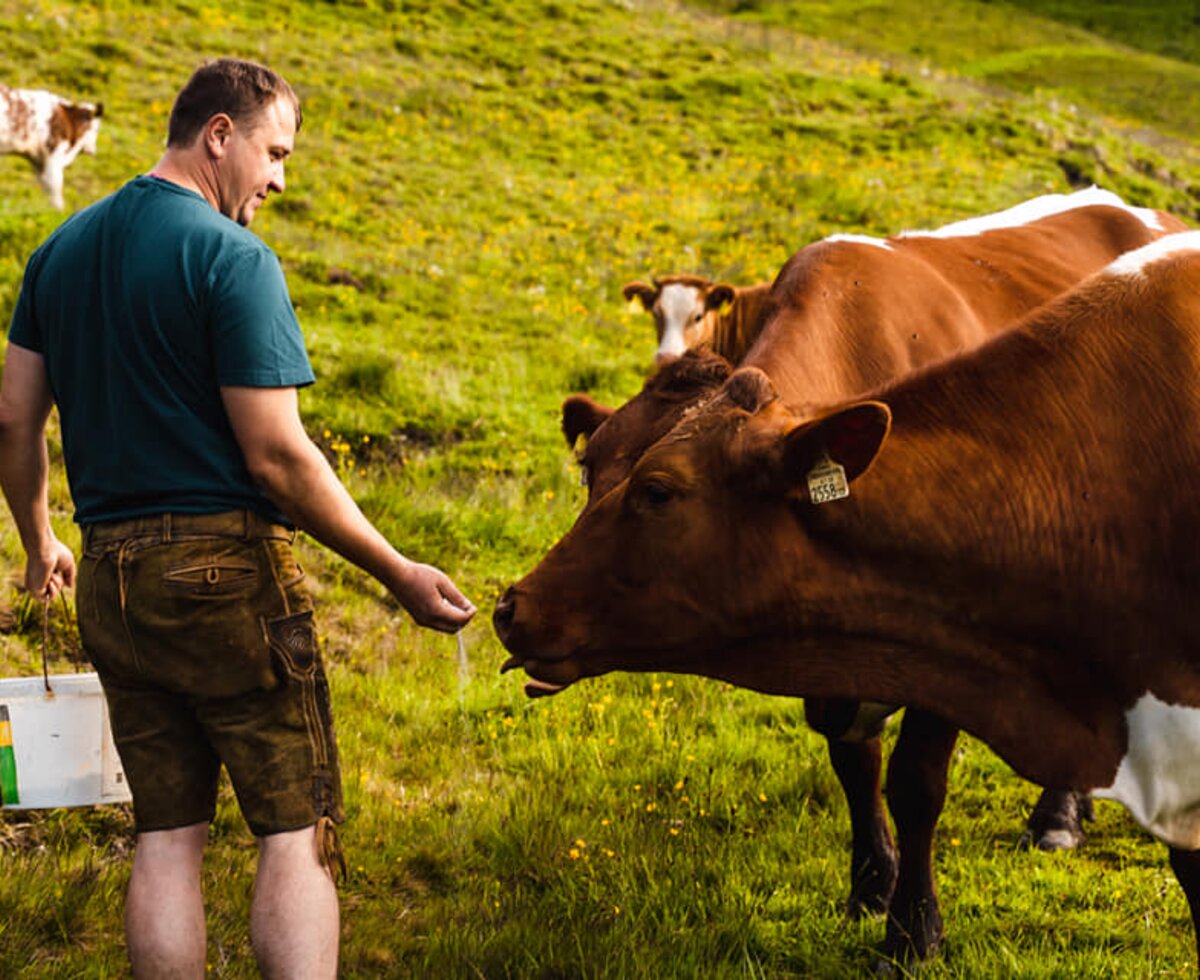 Kühe füttern auf der Alm, Die Schattberger, Salzburger Land | © Die Schattberger Kühe füttern auf der Alm, Die Schattberger, Salzburger Land | © Die Schattberger