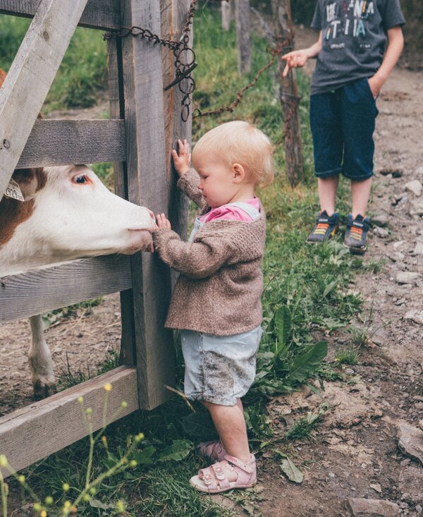 Calf licking the hand of a toddler | © Farmholidays in SalzburgerLand / Daniel Gollner Calf licking the hand of a toddler in the pasture, Grußberggut Bad Hofgastein | © Farmholidays in SalzburgerLand / Daniel Gollner