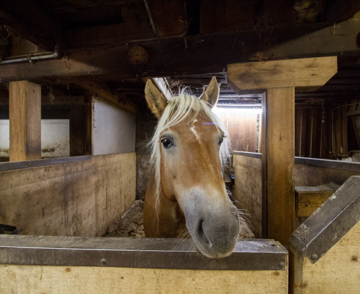 Pferd im Stall, Zauchtalerhof, Salzburger Land | © Fräulein Flora / Matthias Gruber Pferd, Haflinger im Stall, Zauchtalerhof, Salzburger Land | © Fräulein Flora / Matthias Gruber