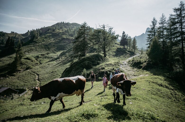 Kuehe auf der Alm | © Urlaub am Bauernhof/ Nadia Jabli