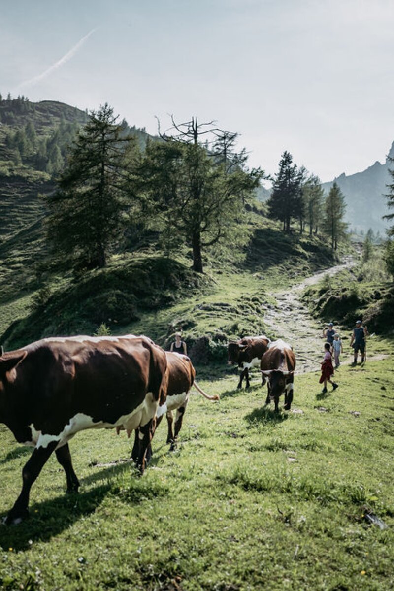 Kuehe auf der Alm | © Urlaub am Bauernhof/ Nadia Jabli