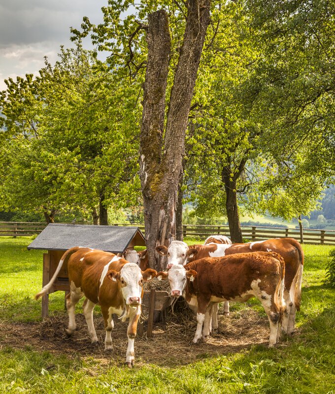 Cows at Einberghof in Pfarrwerfen, Tennengebirge Region, Salzburger Land | © Urlaub am Bauernhof / Bernd Suppan