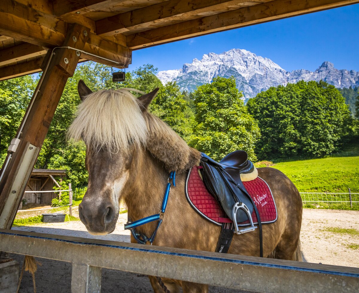 Pferd ist bereit für die Reitstunde, Millinghof Leogang | © Urlaub am Bauernhof Salburger Land / Bernd Suppan Pferd ist bereit für die Reitstunde, Millinghof, Leogang, Salzburger Land | © Urlaub am Bauernhof Salburger Land / Bernd Suppan