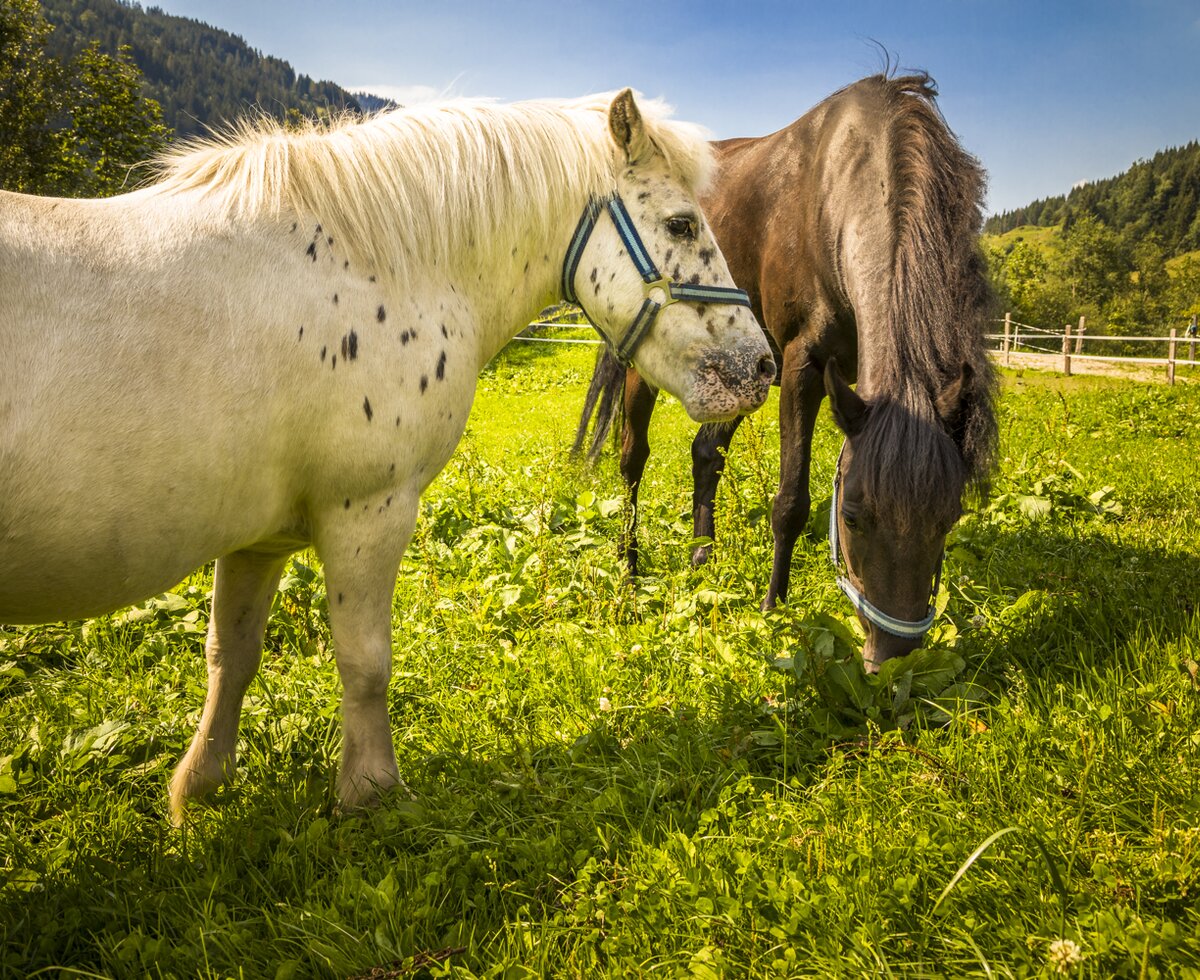 Die zwei Pferde am Pausshof in Kleinarl, Salzburger Land | © Urlaub am Bauernhof Salzburger Land / Bernd Suppan Die zwei Pferde am Pausshof in Kleinarl, Salzburger Land | © Urlaub am Bauernhof Salzburger Land / Bernd Suppan