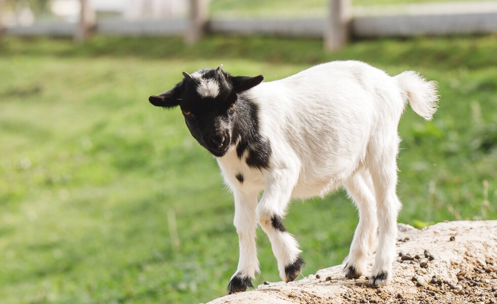 Eine kleine Ziege steht auf einem Stein, Forstbauer, Steiermark | © Urlaub am Bauernhof / Punkt & Komma