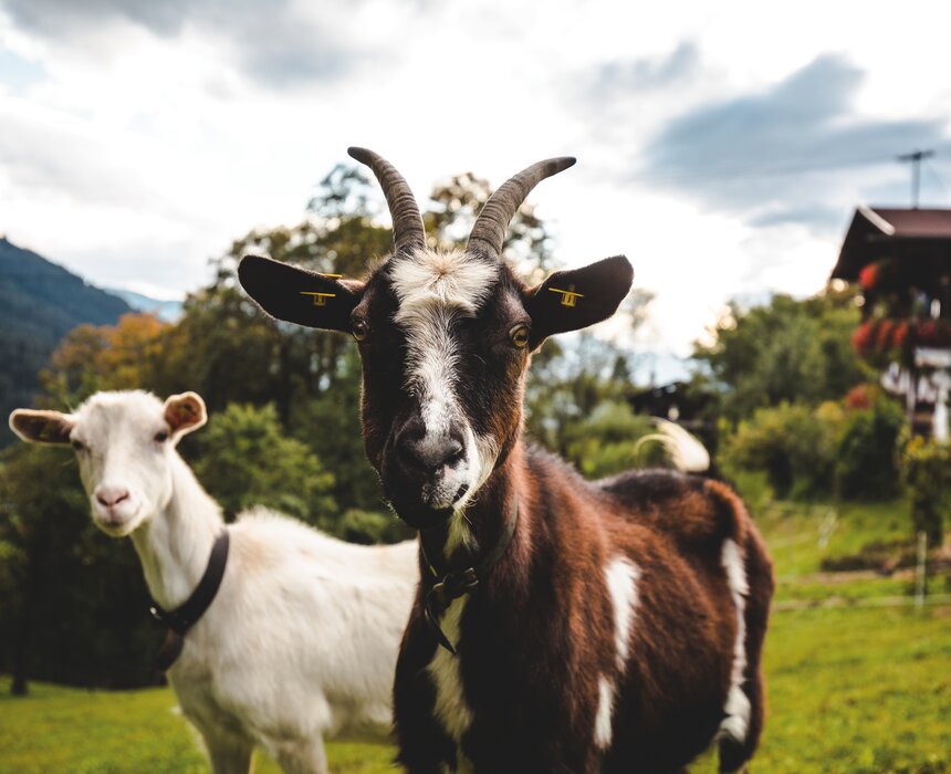 Ziegen | ©  ©TVB Kitzbüheler Alpen-Brixental, Fotograf Mathäus Gartner
