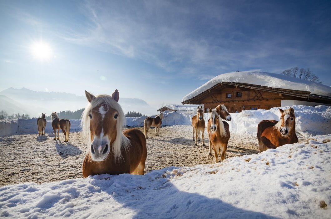 Kaiserwinkl Landschaft  | © ©TVB Kaiserwinkl Bergmann Kaiserwinkl Landschaft  | © ©TVB Kaiserwinkl Bergmann