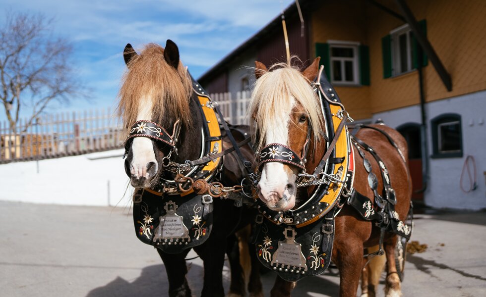 Kutschenfahrt | © Urlaub am Bauernhof / Daniel Gollner Kutschenfahrt | © Urlaub am Bauernhof / Daniel Gollner