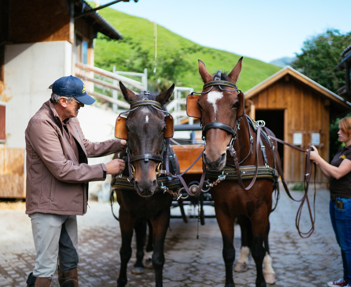 2 Pferde werden eingespannt | © Urlaub am Bauernhof Vorarlberg / Daniel Gollner 2 Pferde werden vor Kutsche gespannt | © Urlaub am Bauernhof Vorarlberg / Daniel Gollner