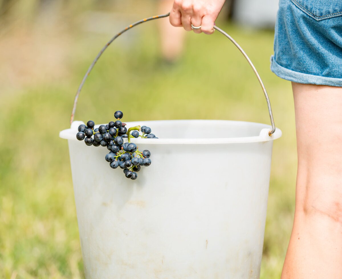 A person's hands holding a bucket filled with freshly picked dark grapes in a grassy field.