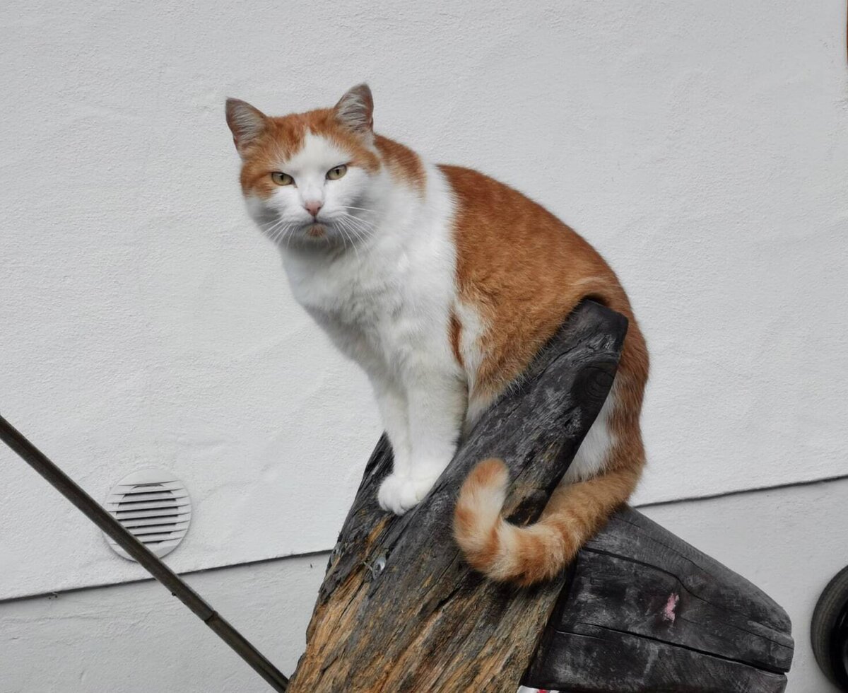 An orange and white cat sitting on a wooden log at the farmhouse.