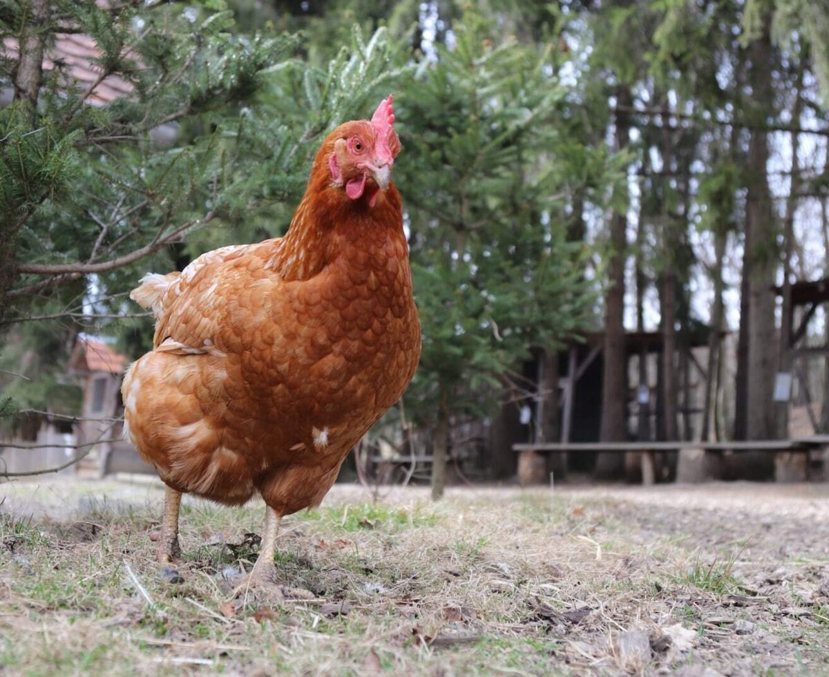 A brown chicken on the farmhouse, showcasing the rural environment of the farmhouse.