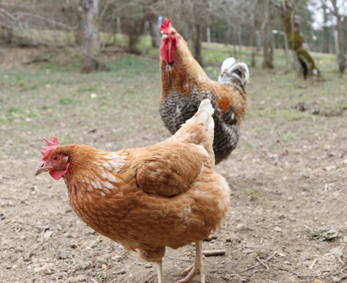 A brown hen and a colorful rooster on the farmhouse.