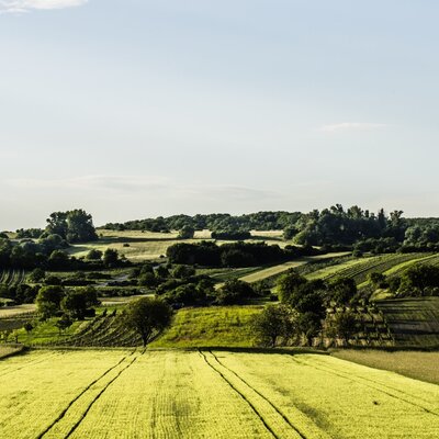 The expansive rural landscape surrounding the farmhouse, featuring cultivated green fields, vineyards, and distant trees.