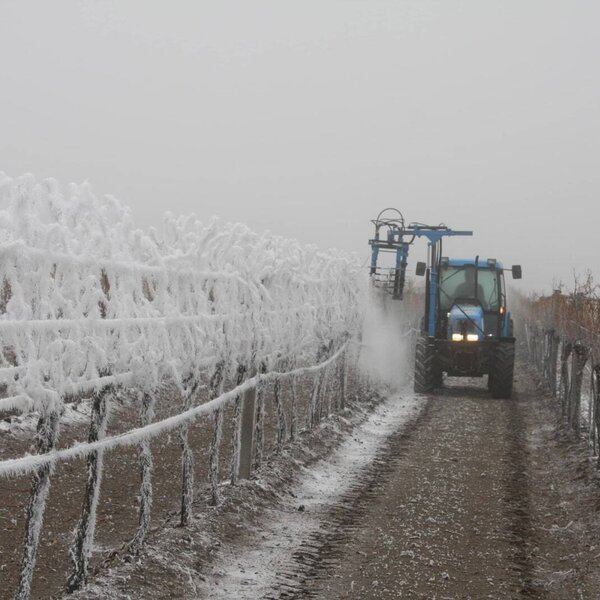 The farmhouse vineyard in winter, with a tractor spraying frosted grapevines. The farmhouse vineyard in winter, with a tractor spraying frosted grapevines.