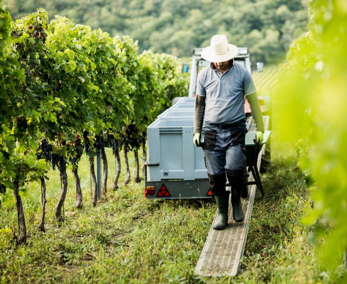 A worker harvesting grapes in the vineyards with ripe fruit.