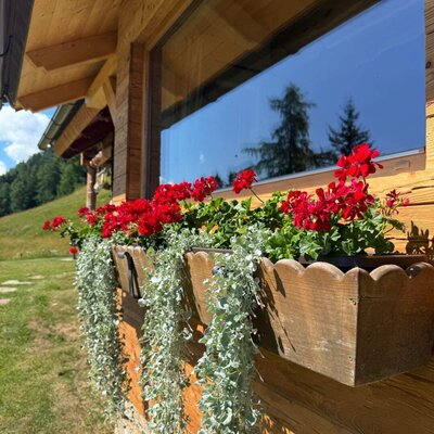 Vibrant flower boxes filled with red geraniums on the rustic wooden facade of the Alm.