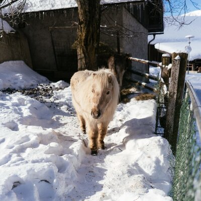 A light-colored pony stands in the snowy farmyard of the farmhouse, with a fence and outbuildings in the background.