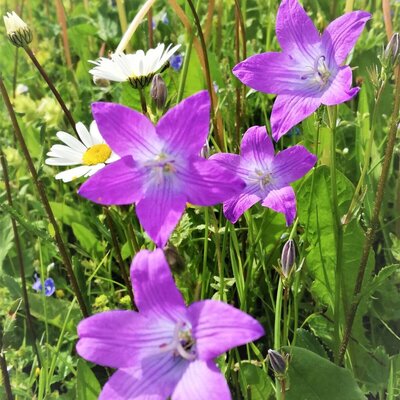 Purple bellflowers and white daisies growing in the unspoiled nature surrounding the farmhouse.