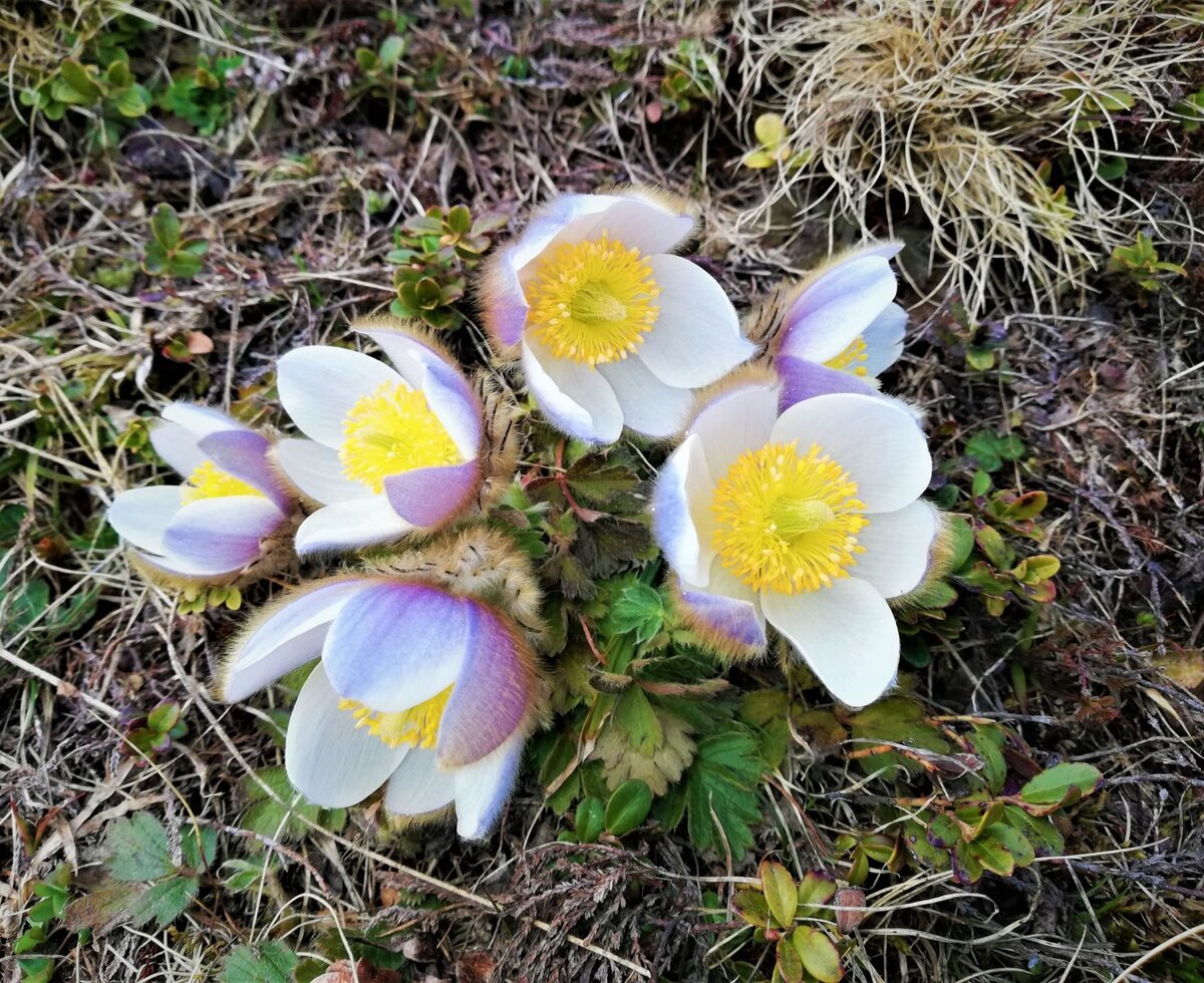 Alpine Pasqueflower