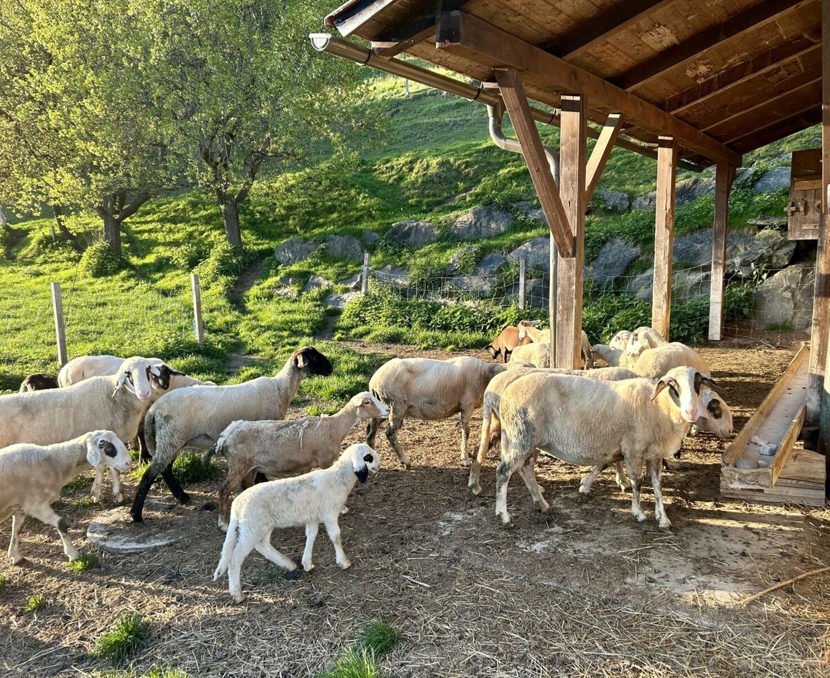 A flock of sheep and lambs under a wooden lean-to with a feeder at the vacation rental.