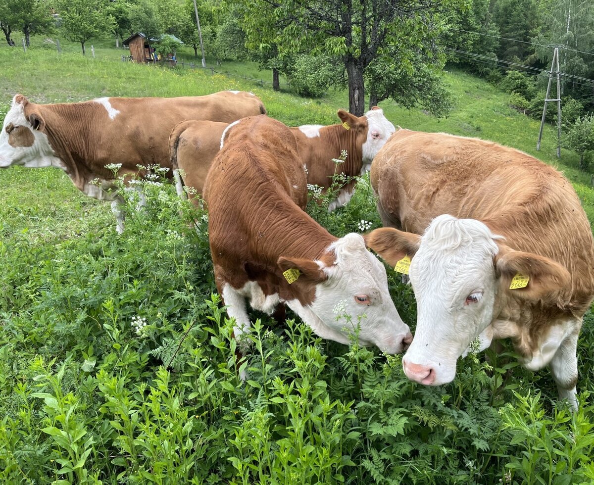 Cows with brown and white markings grazing in a green hillside pasture.