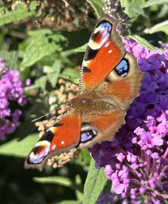 A butterfly with orange and blue wing patterns resting on purple blossoms at the vacation rental.