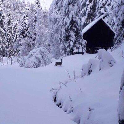 Winter landscape at the Bauernhof with snow-covered trees, a wooden hut, and a deer in the snow.