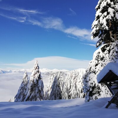 Snow-covered winter landscape featuring fir trees, a feeder, and a sea of clouds with mountain views in the Bauernhof's surroundings.