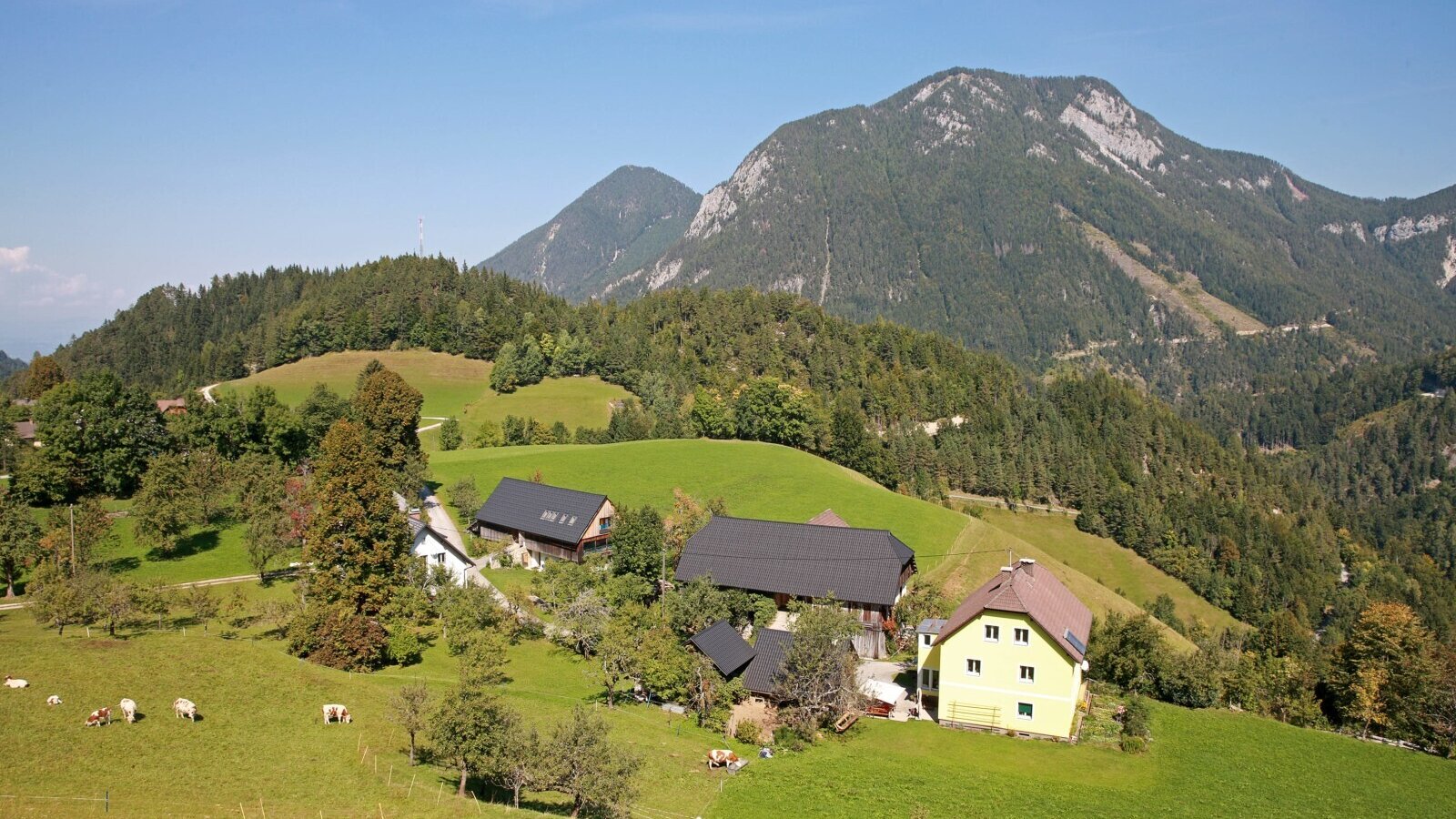The farmhouse is situated on green hills and forests with mountains in the background and cows grazing in the pasture.