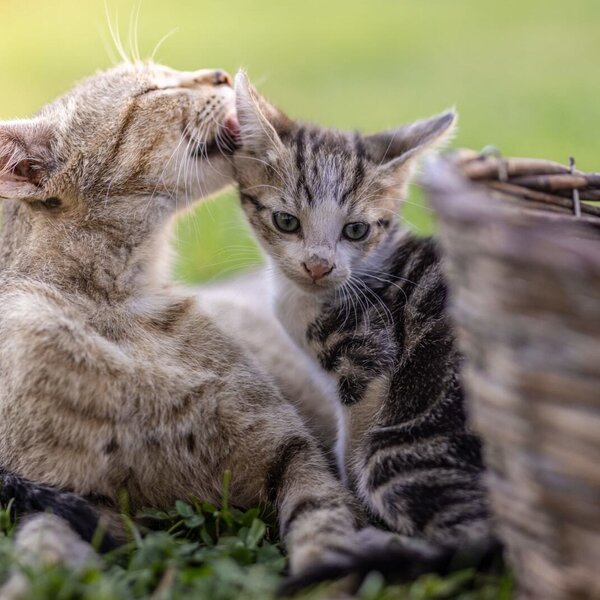 our cats