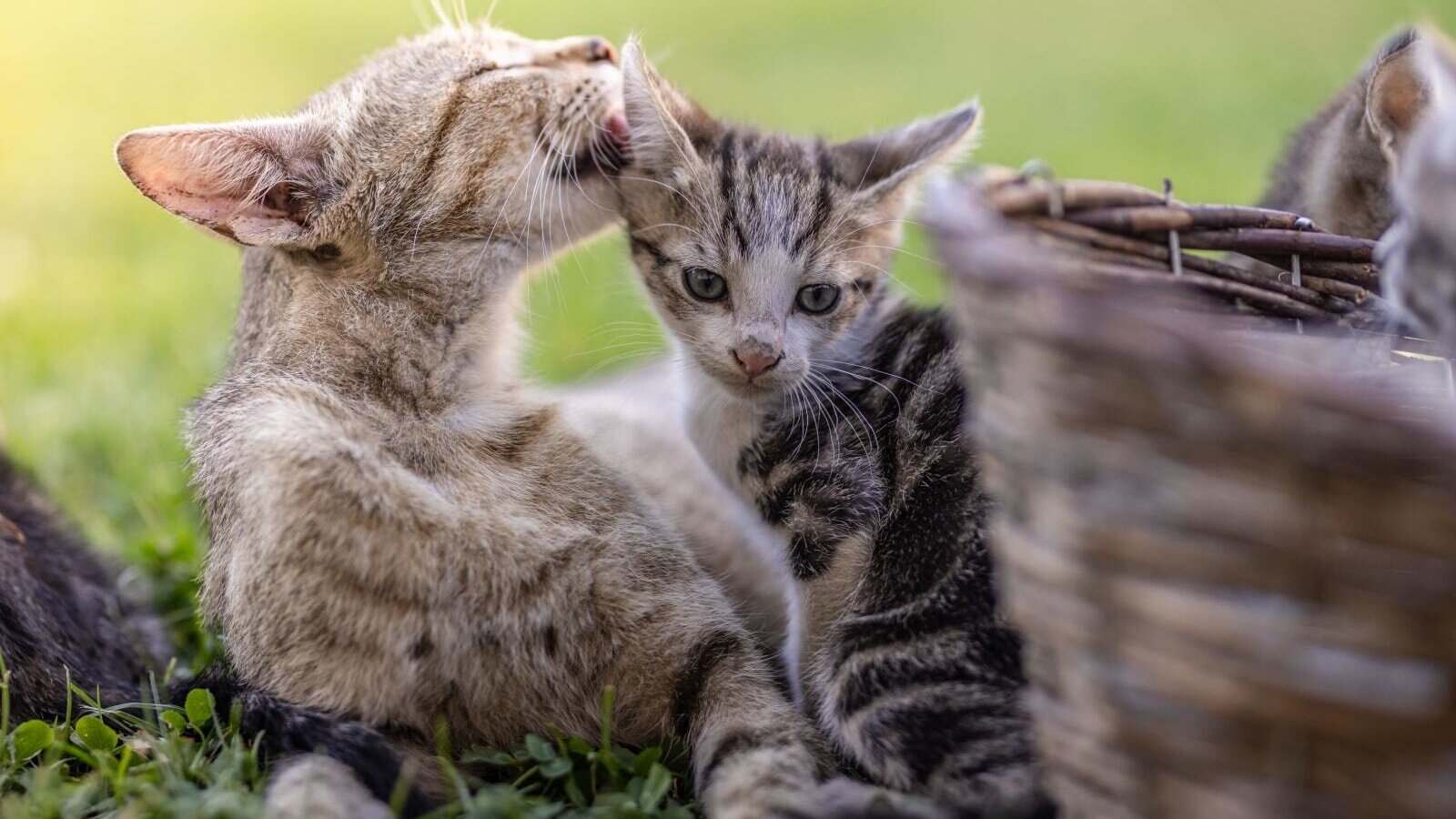 our cats