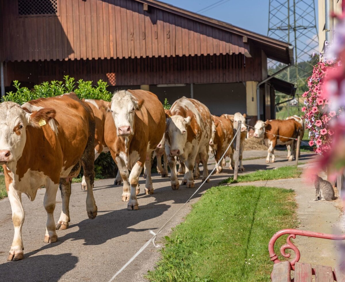 our cows