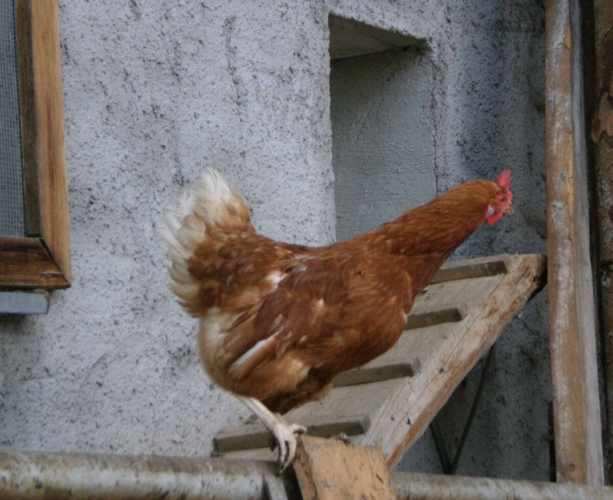 "Wait a second, i have to lay an egg"