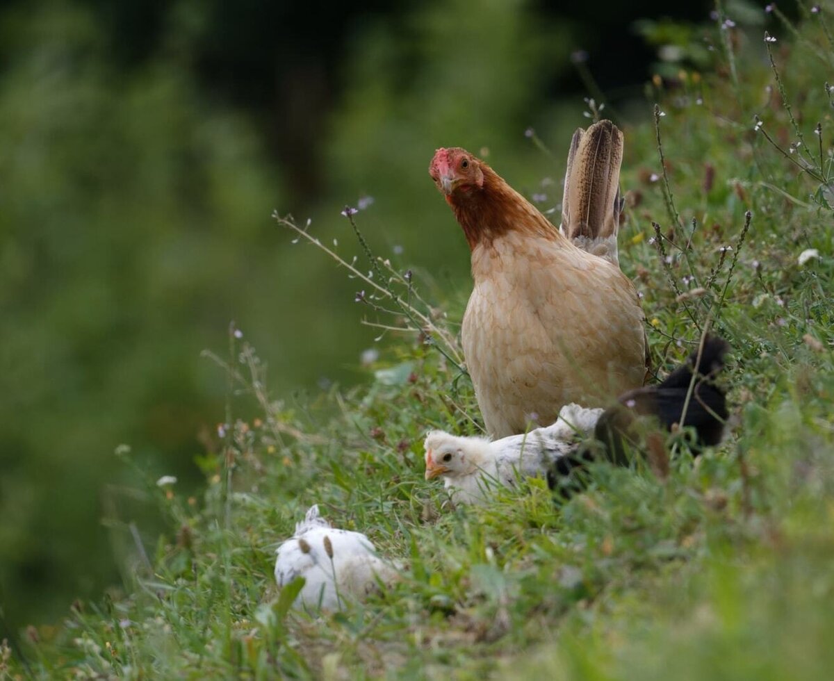 A hen with chicks on a green meadow at the farmhouse.