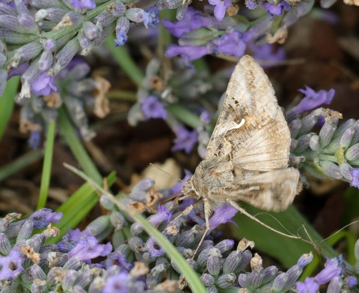 A butterfly rests on the lavender flowers at the farm.