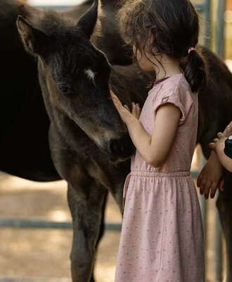A gentle moment at the farmhouse, where children can get close to and pet the friendly resident ponies.