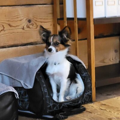 Chalet 1888 Small dogs welcome!