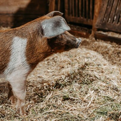 Farm Animal